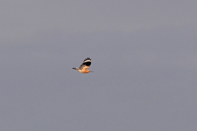 portugal, the algarve, vilamou-03.jpg - HOOPOE - PORTUGAL